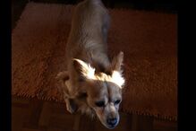 26-05-2015_13_51_11 rita pacheco 4.jpg