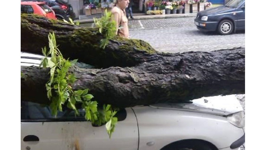 Mau Tempo Provoca Quedas De Arvores Em Viseu Portugal Correio Da Manha