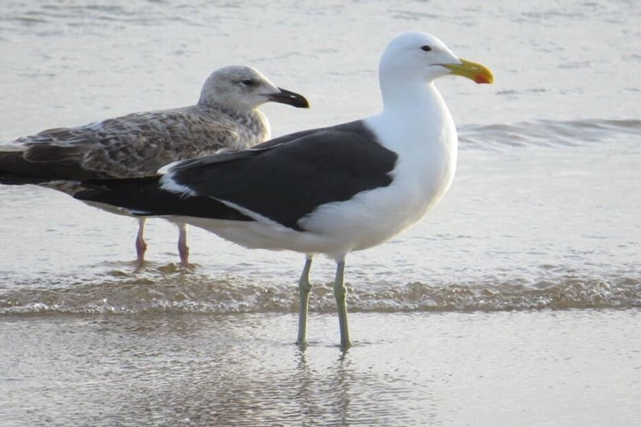 Gaivota, rara, Caparica