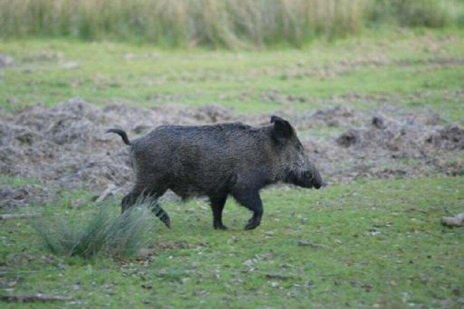 javali, Tapada de Mafra, 
