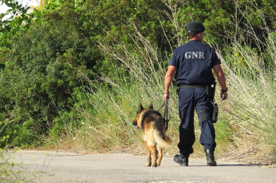 buscas, GNR, binómio, cão,