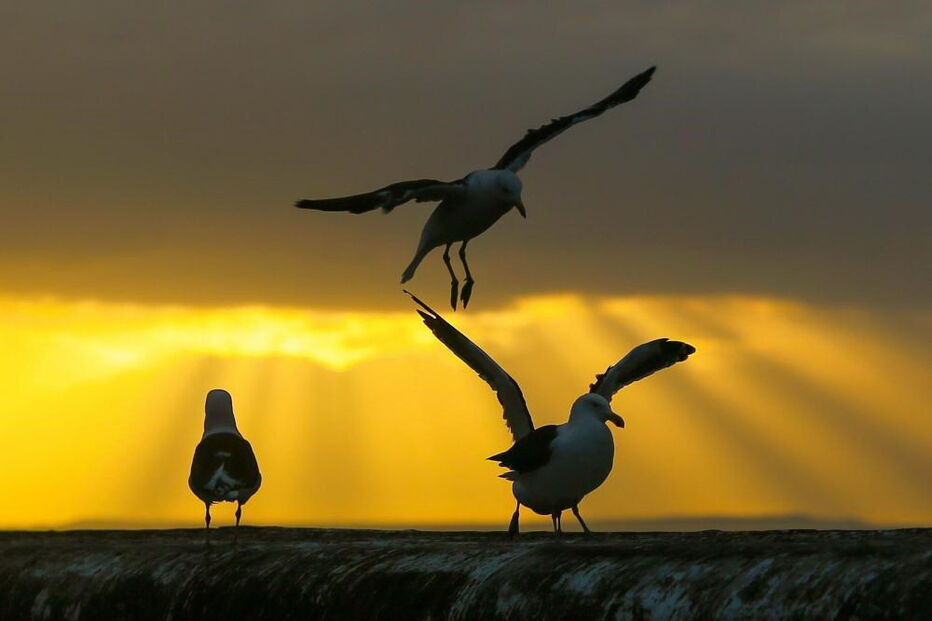 Gaivotas, Cidade do Cabo, aves