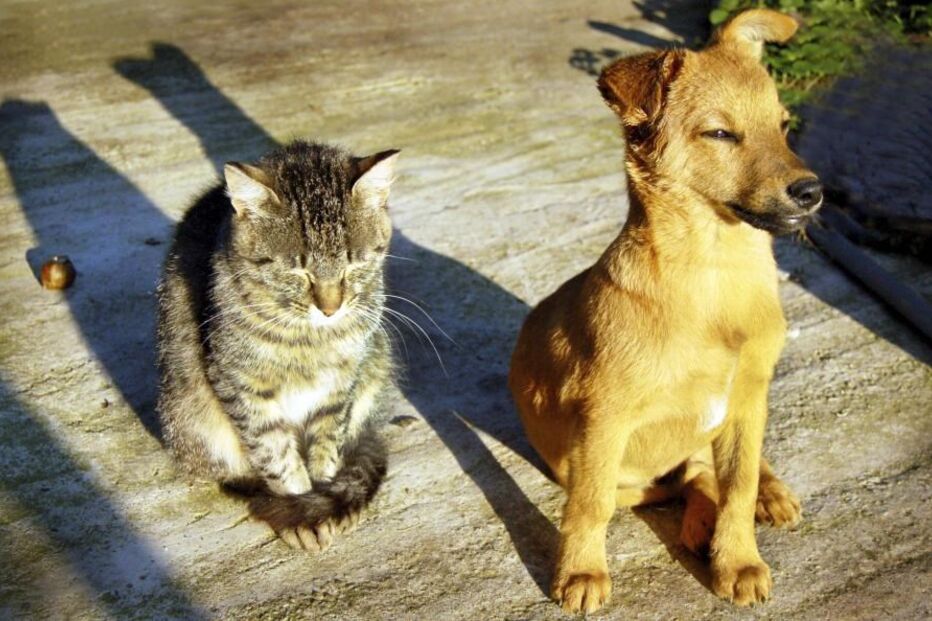 09-05-2015_17_33_04 cao.jpg