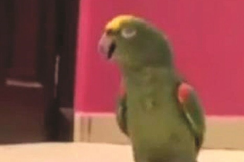 15-05-2015_22_34_32 ml papagaio.jpg