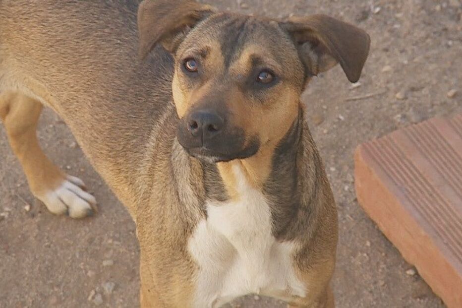 cães, ataque, idosa