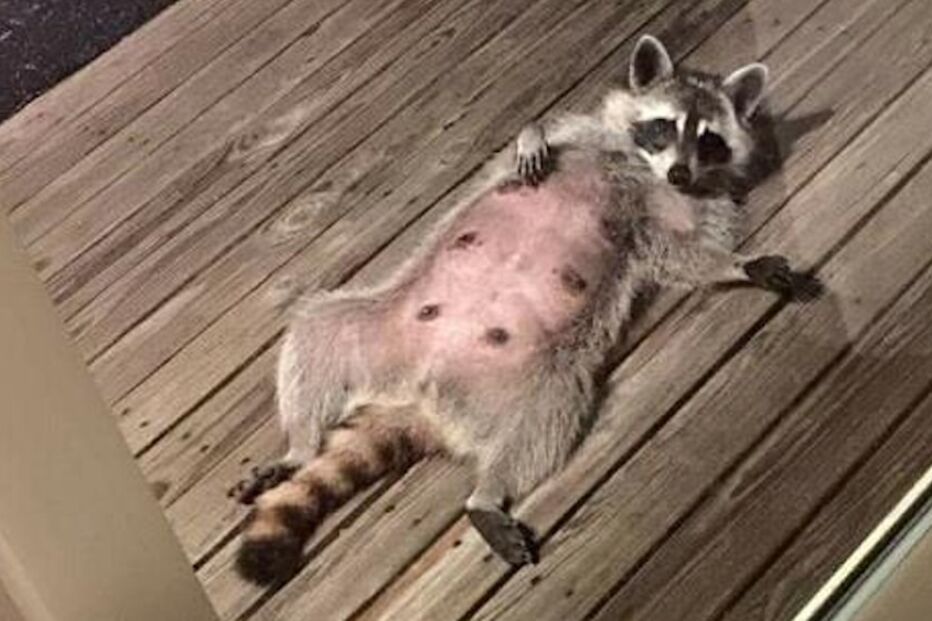 21-05-2015_19_18_46 2 - mundo louco -.jpg