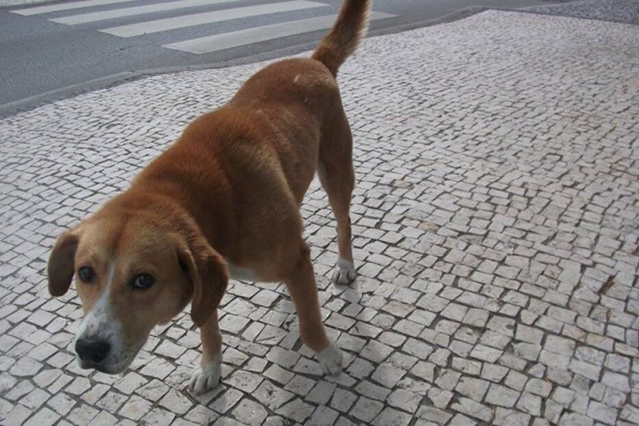 nero, cão, chumbo