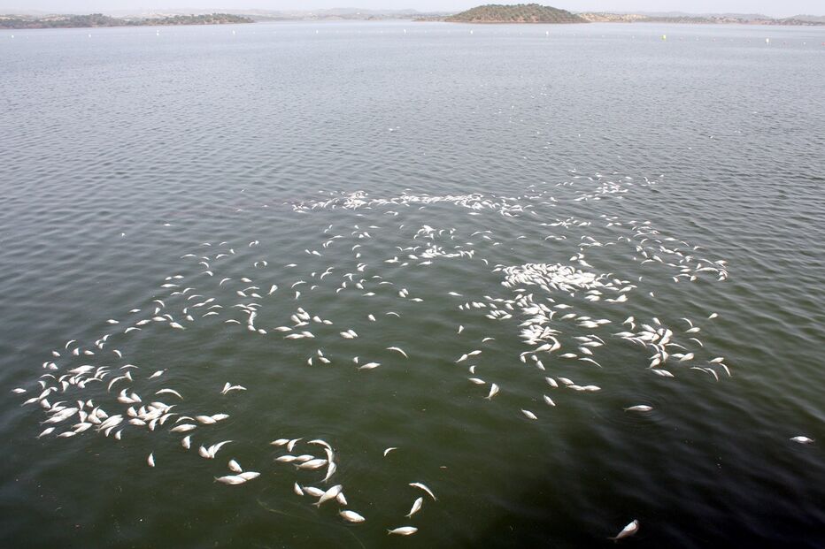 Barragem, GNR, peixes mortos
