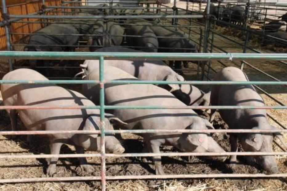 morto, discussão, porcos, António Domingos, vizinho, lesões, cabeça