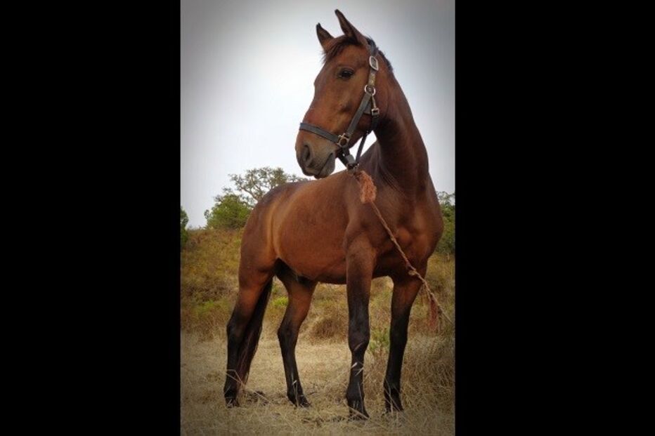 26-05-2015_14_54_44 a pose.jpg