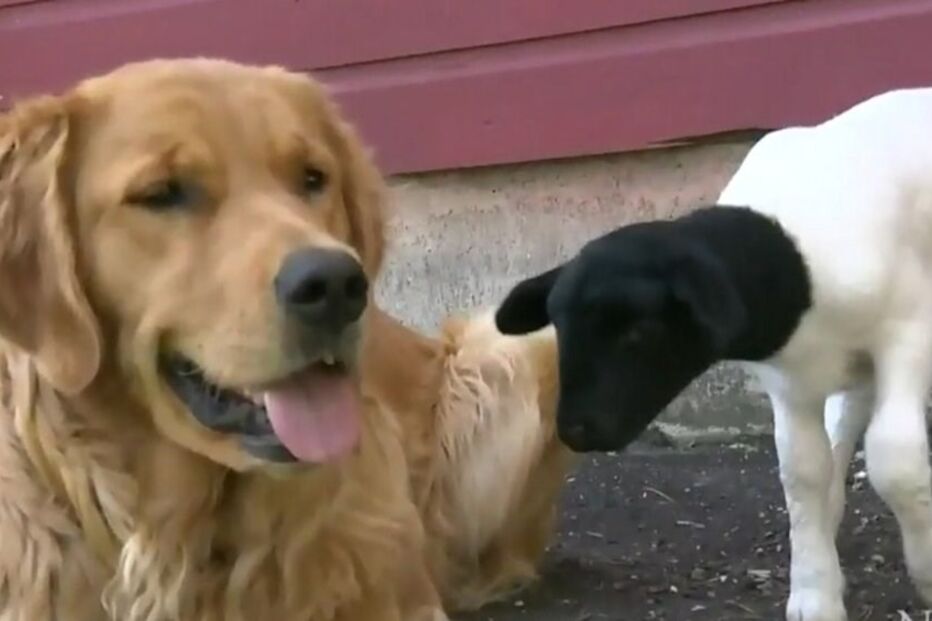 Cadela, borrega, cria