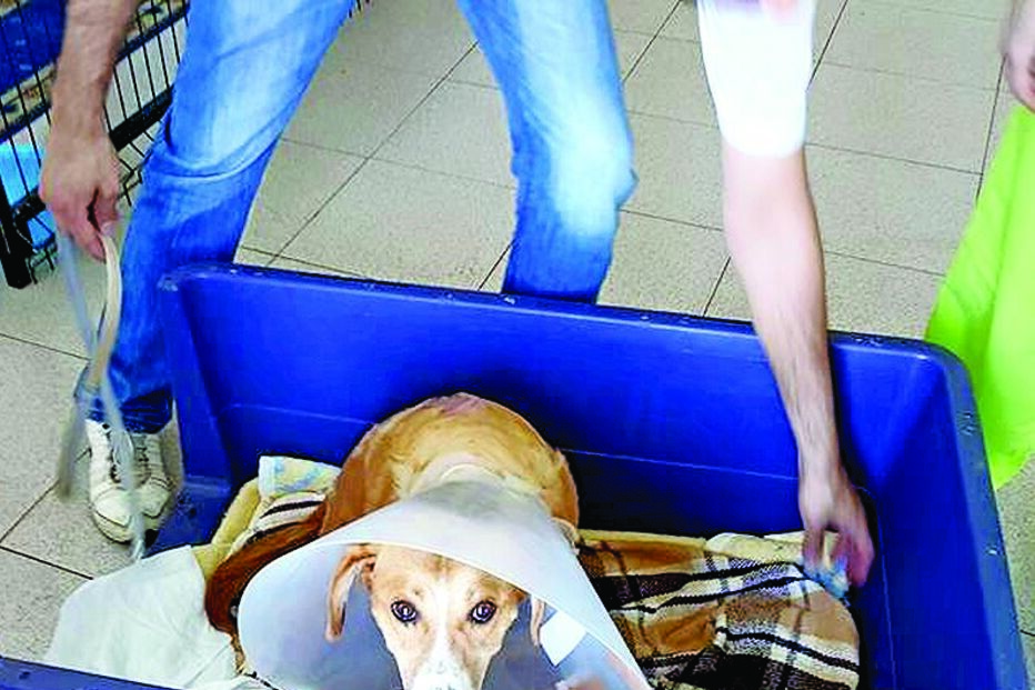 Cão sobrevive 	e ganha dono 