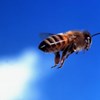 Maior abelha do mundo redescoberta na Indonésia