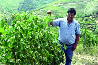 Granizo destrói vinhas 