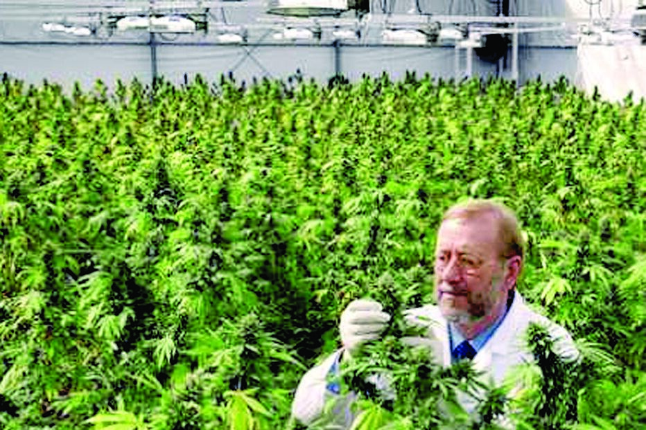 Canábis aceite como tratamento 