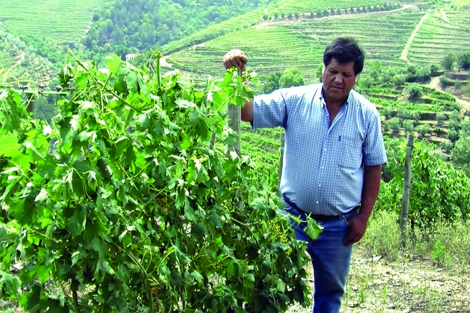 Granizo destrói vinhas 