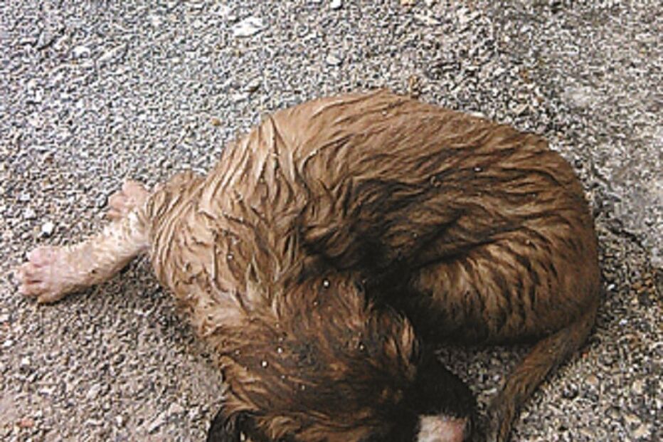 cão, lixo, alenquer