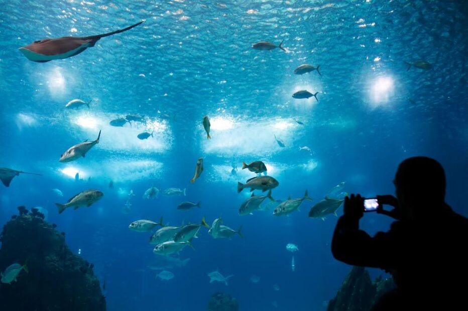 Oceanário, Lisboa, peixes, visitante, fotografia, filme