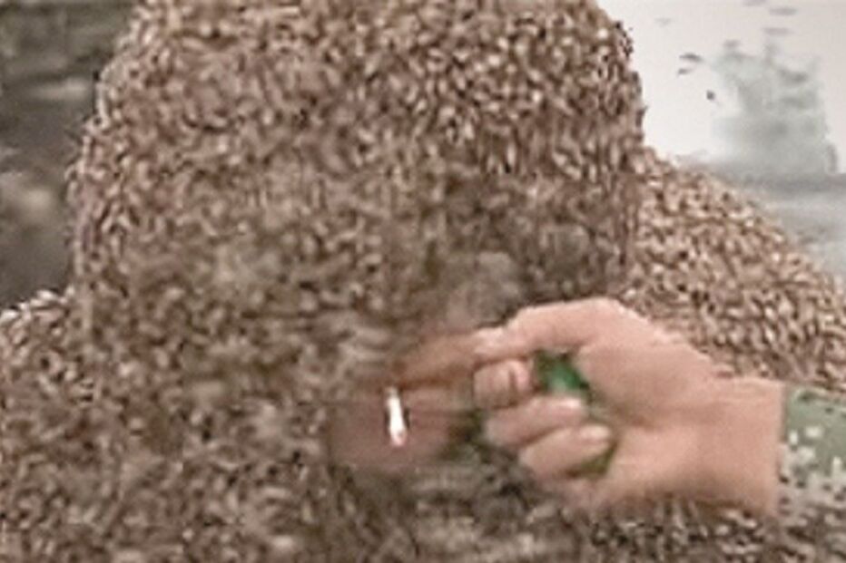 abelhas, homem, Guinness