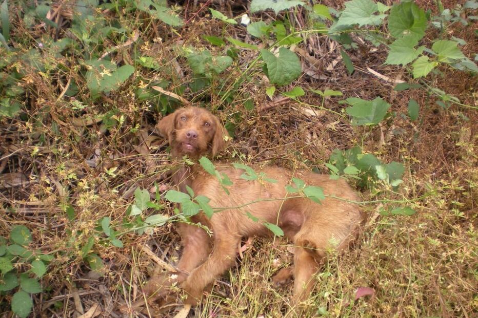 cão, albergaria-a-velha
