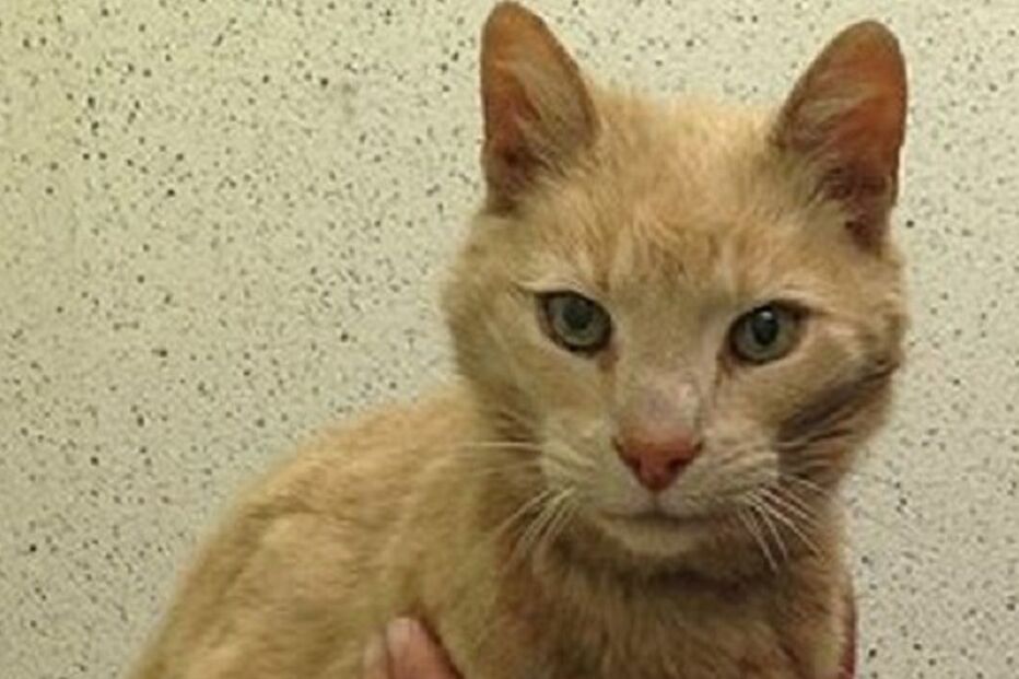 20-06-2015_22_11_40 ml gato.jpg