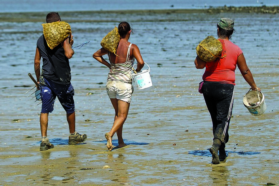 Limitada apanha de conquilha 