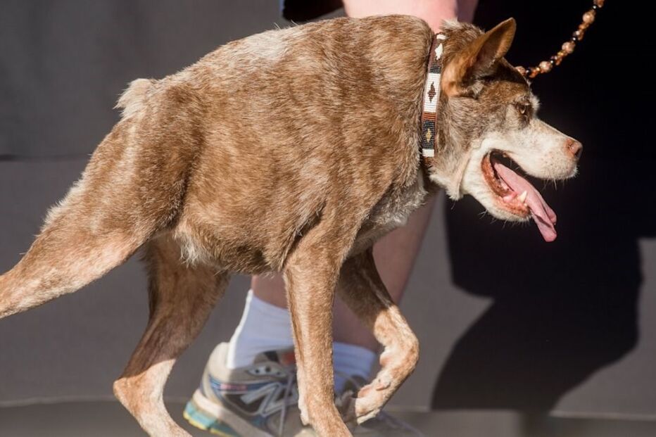 quasi Modo, cadela, cão, mais, feio, mundo, Estados Unidos
