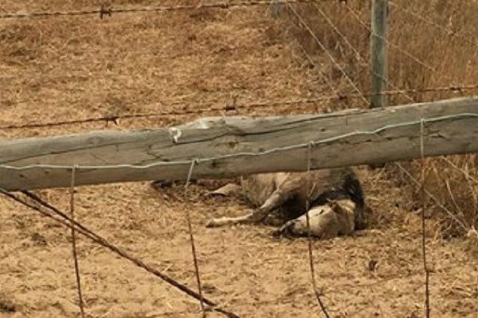 30-06-2015_19_48_44 ovelhas_mortas.jpg