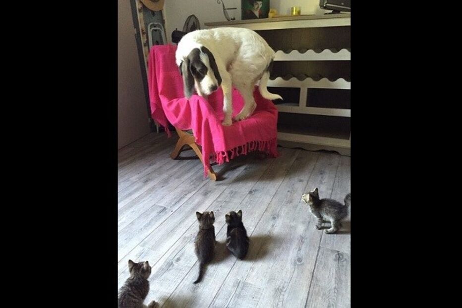 30-06-2015_23_50_07 ml cão.jpg