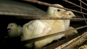 Portugal regista novo caso de gripe das aves em Constância