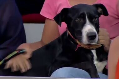 Adote um cão e ajude o canil de Sesimbra