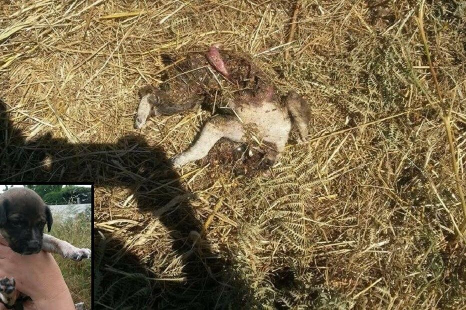 cães, bebés, animais, trucidados