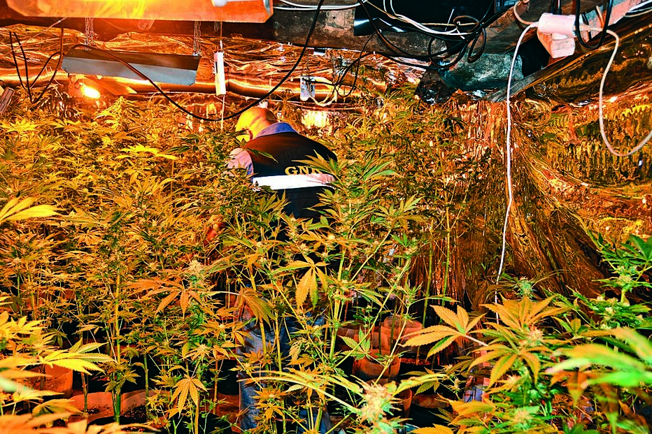 Venda de canábis na mira da GNR 