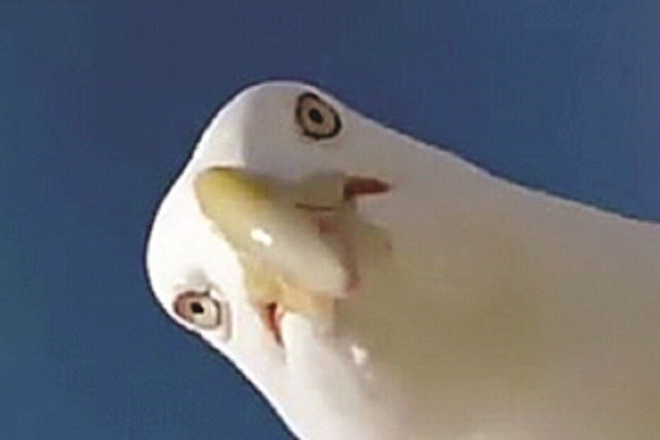 15-07-2015_00_20_18 ml gaivota.jpg