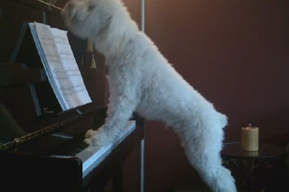 15-07-2015_21_40_16 ml cão.jpg