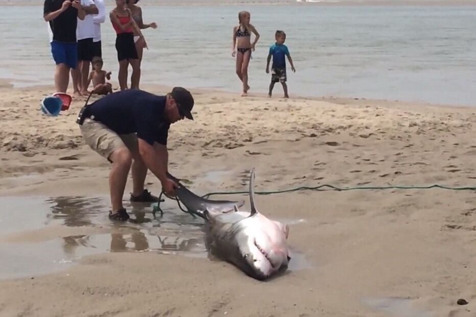 15-07-2015_21_42_22 ml tubarão.jpg