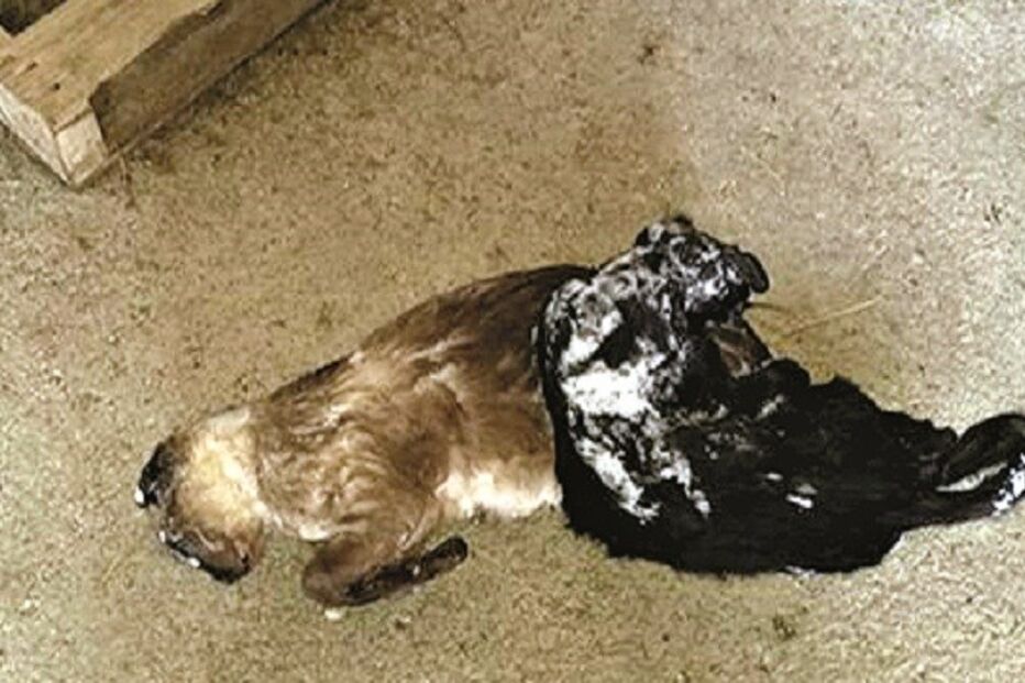 maus-tratos, animais