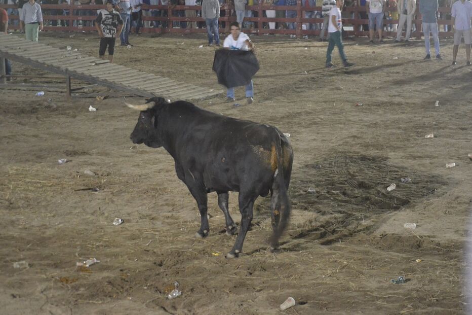 Touro, festas Porto Alto