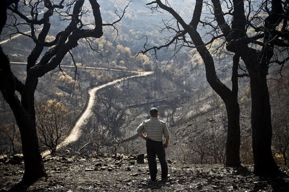 Incêndio, Portugal, ICNF