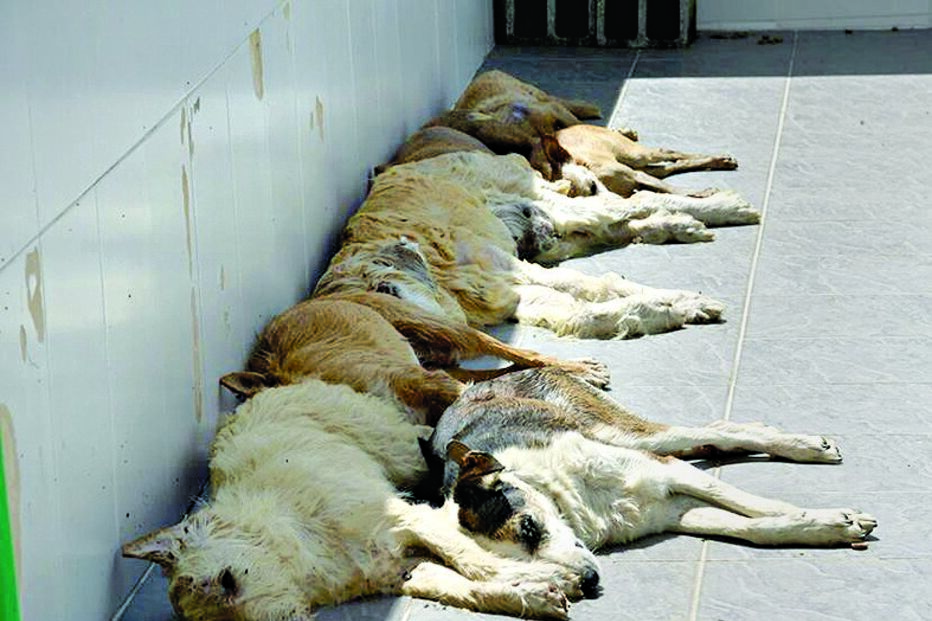 Maus-tratos em tribunal 