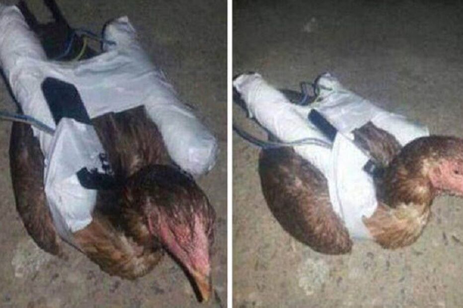 22-07-2015_12_34_20 galinha.jpg