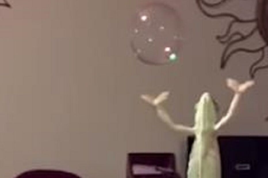 22-07-2015_21_57_24 ml camaleão.jpg