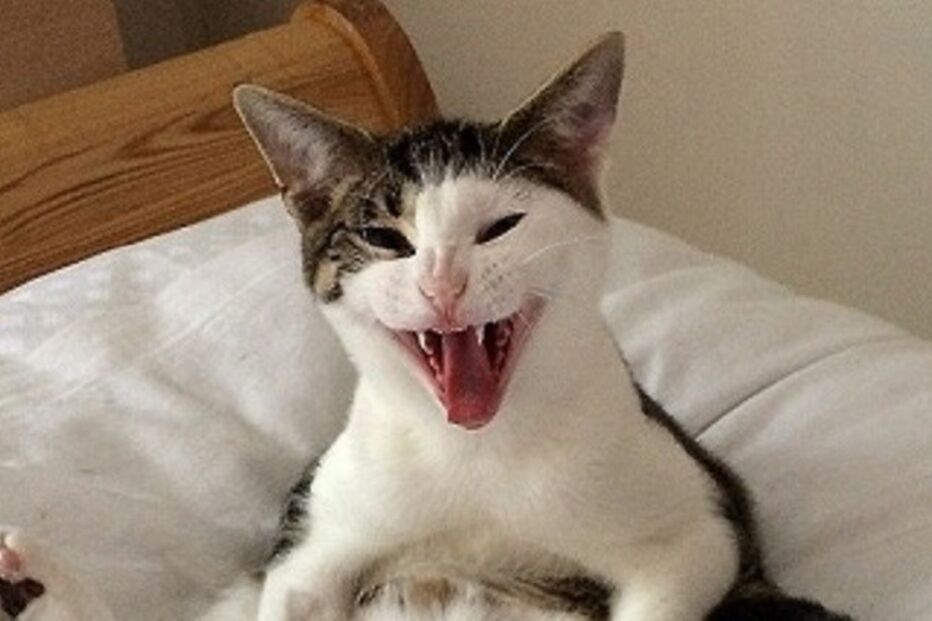 22-07-2015_22_03_18 ml gato.jpg