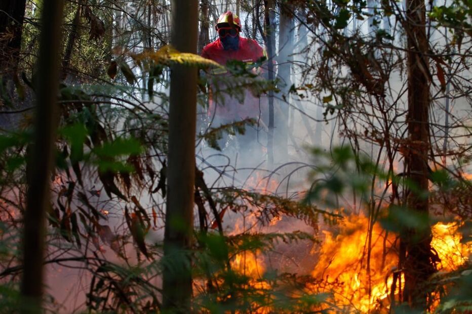 incêndio, fogo, floresta, mato
