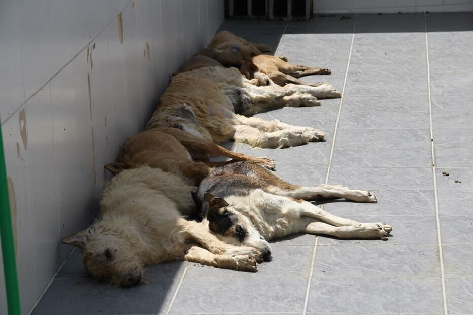 23-07-2015_23_07_45 20 maus-tratos animais.jpg