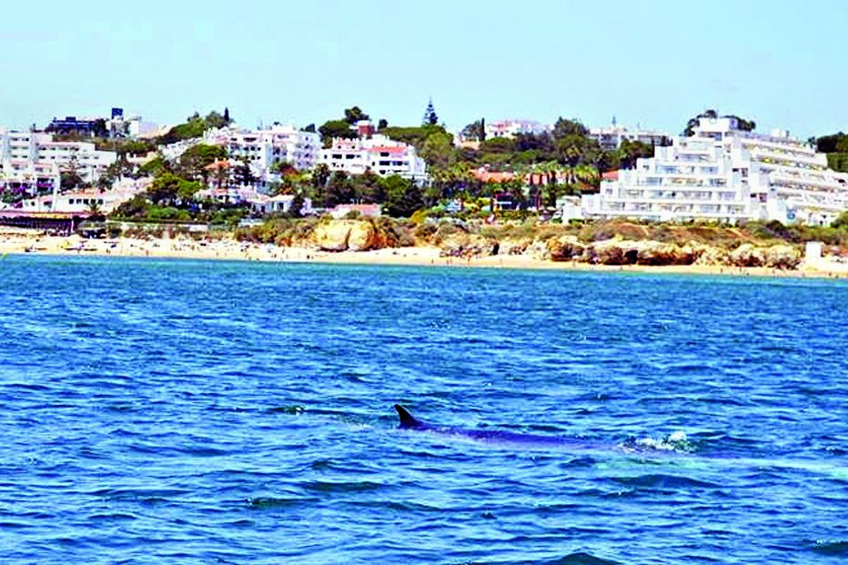Baleia de 9 metros passeia junto a praia 