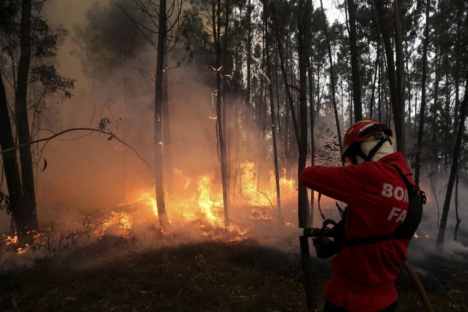 bombeiro, fogo, incêndio, eucaliptos, 