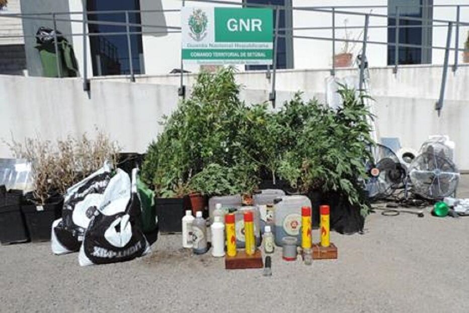 canábis, droga, charneca de caparica