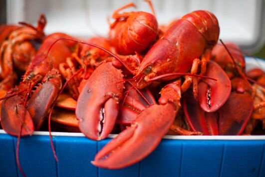 Aprenda a cozinhar lavagante