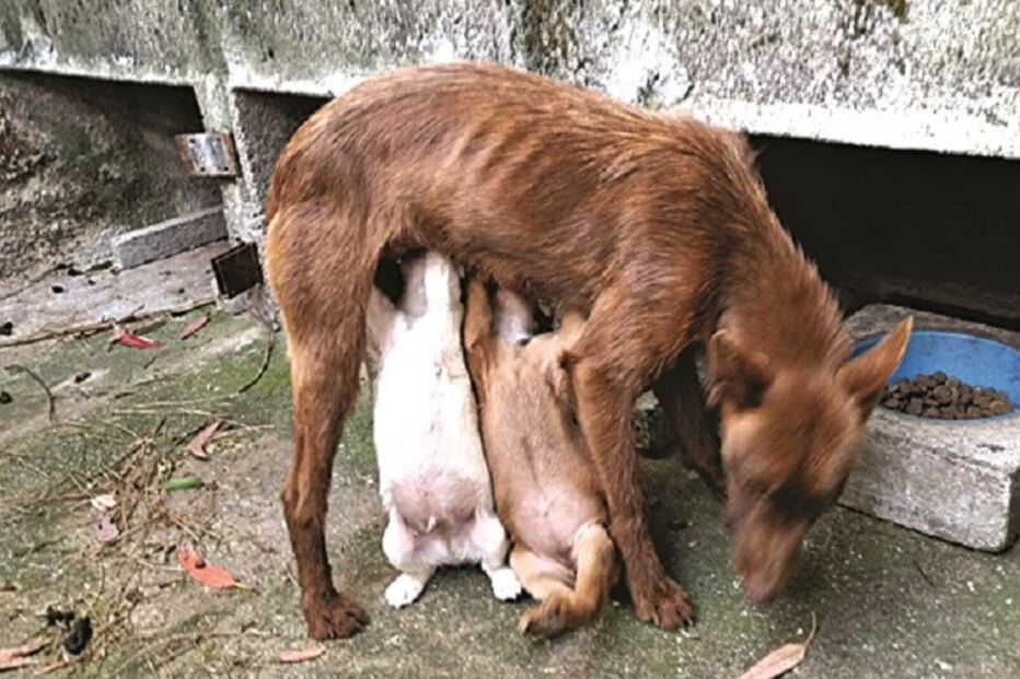 03-08-2015_09_17_12 cadela.jpg